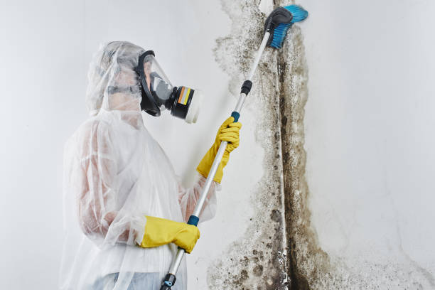 Best Toxic Mold Removal  in Konawa, OK