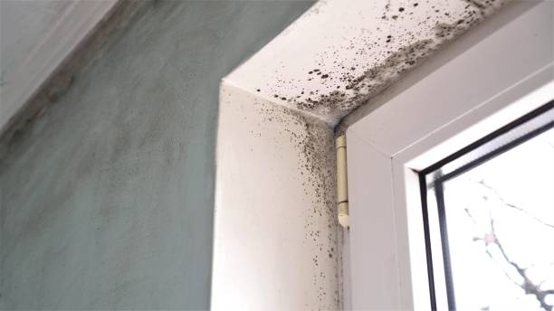 Best Mold Testing  in Konawa, OK