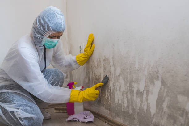 Best Attic Mold Removal  in Konawa, OK
