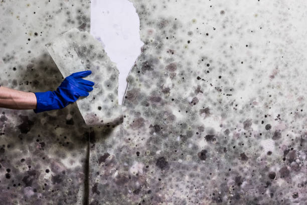 Office Mold Removal Services in Konawa, OK