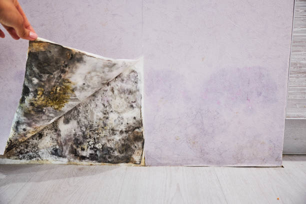 Best Professional Mold Removal  in Konawa, OK